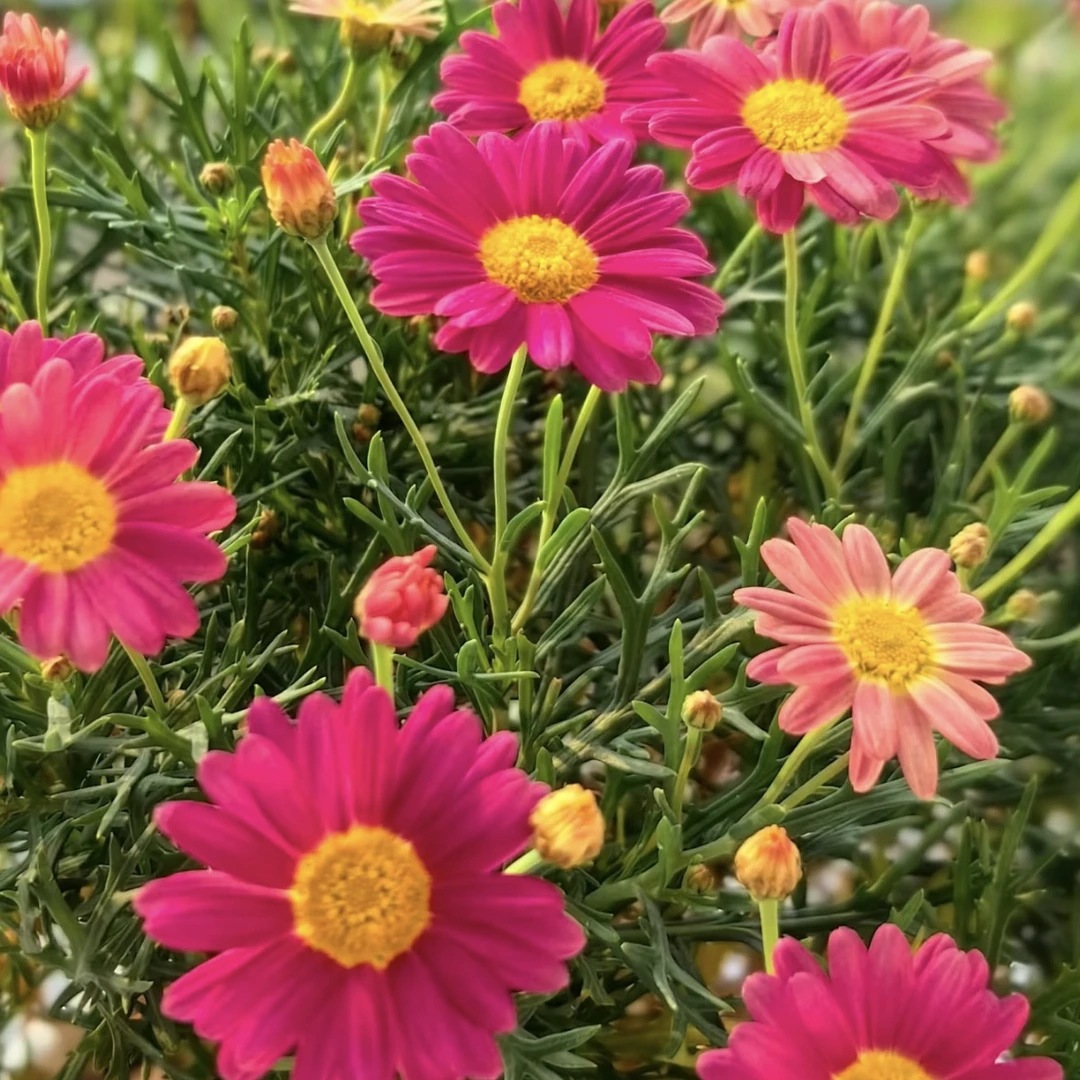 小饼干玛格丽特菊花盆栽多年生易爆花新手易养护