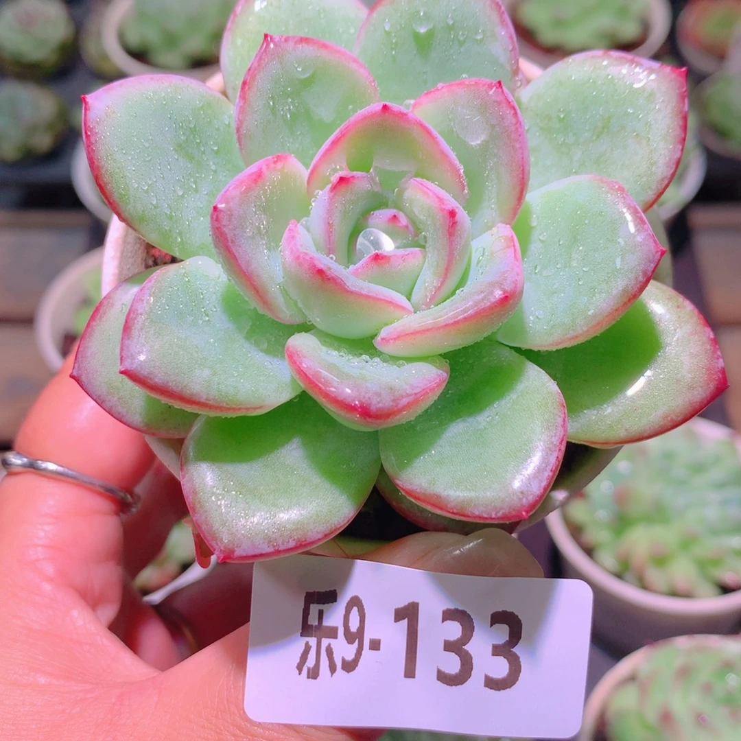 乐然9-133 草莓泡芙