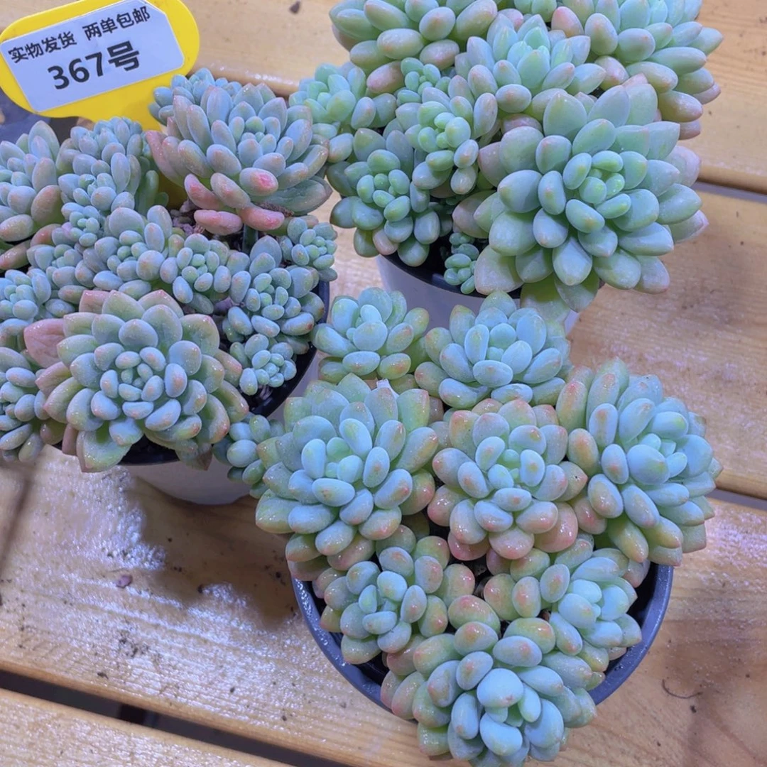 367号 鱼子酱捧花多头群一个