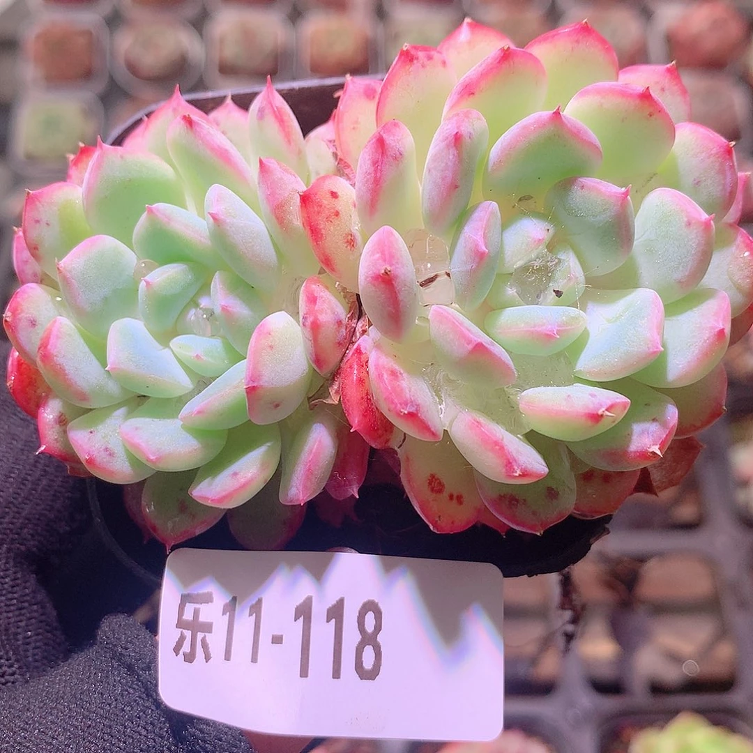 乐然11-118 新品双头