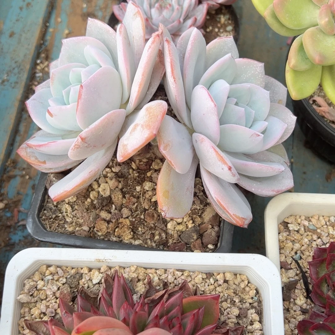 精品多肉老桩奶茶