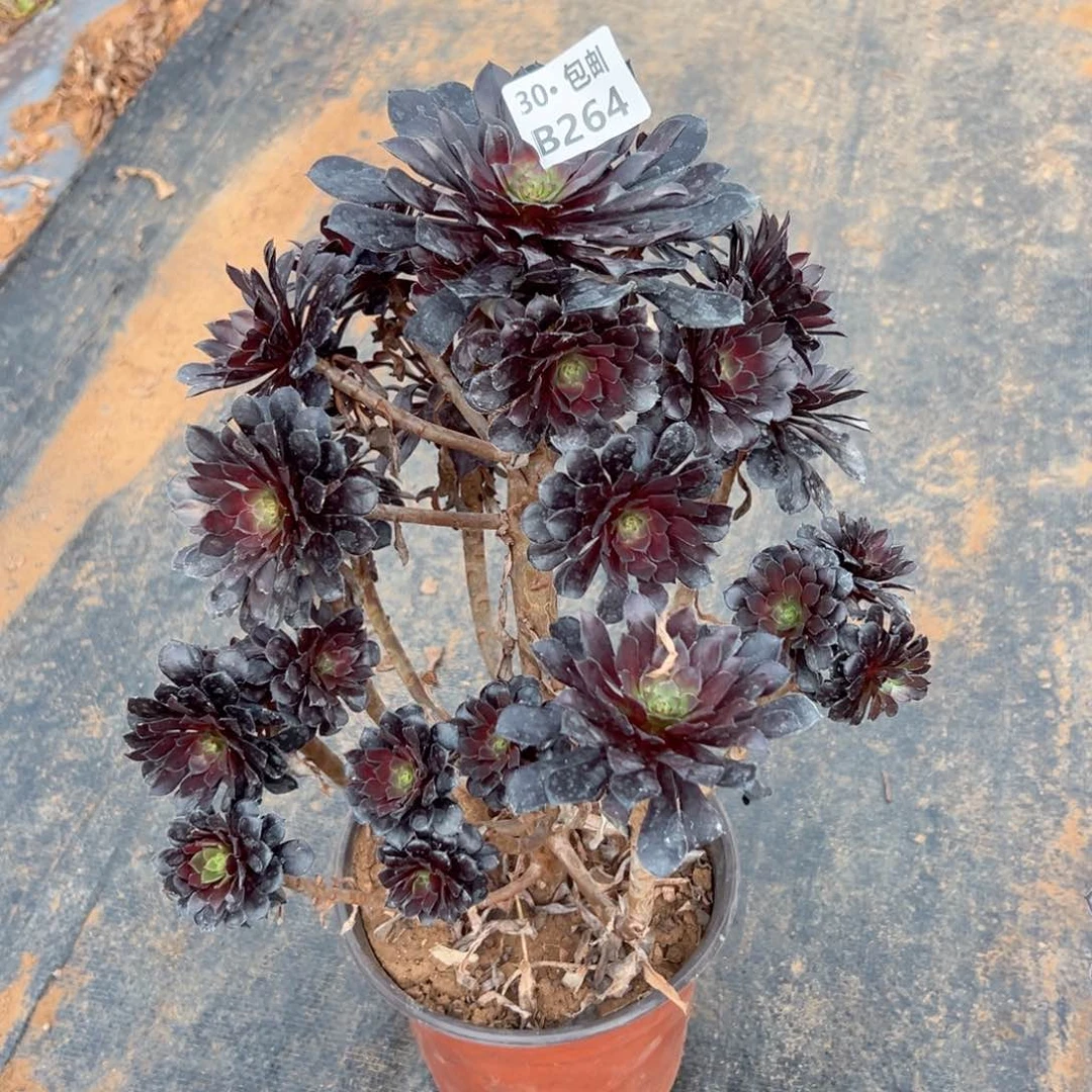 264多肉法师断枝不包