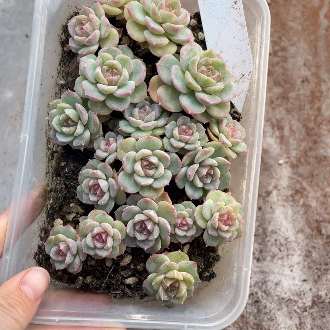 肉***萌糕大上多肉植物026