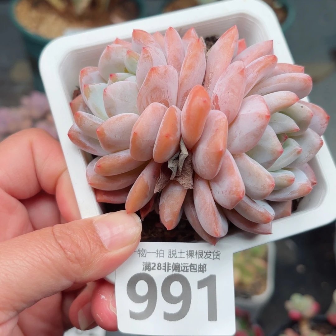 橙梦露无盆土发货