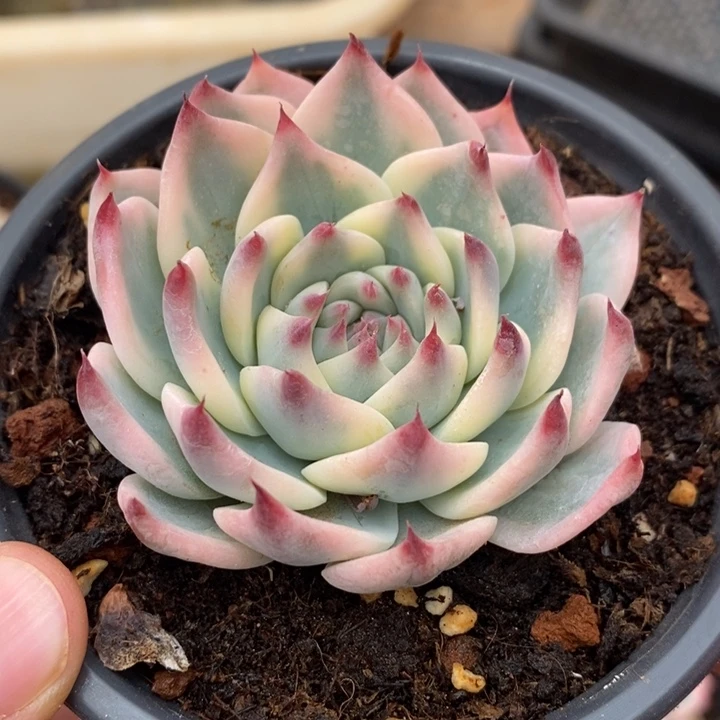 吉娃娃锦多肉植物271号