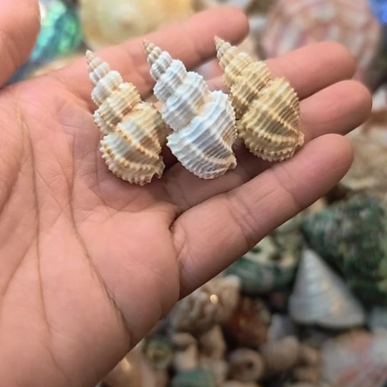 石材天然海螺贝壳3件