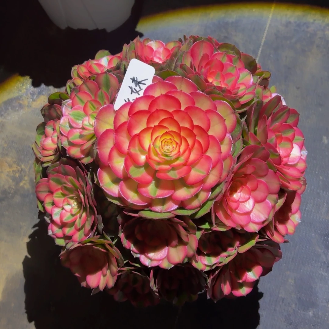 幺***妹荔枝 精品法师 锦