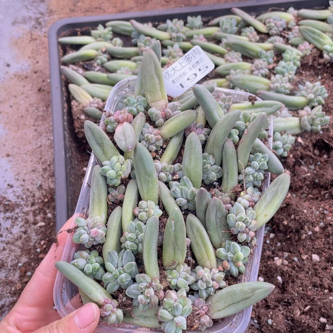 糕大上多肉植物195