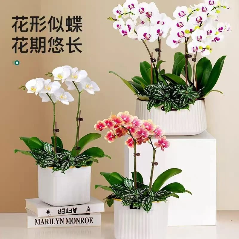 蝴蝶兰盆栽带花剑兰花大苗文心兰四季开花室内桌面绿植花卉