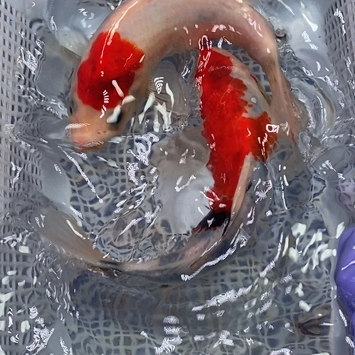 锦鲤冷水锦鲤包邮