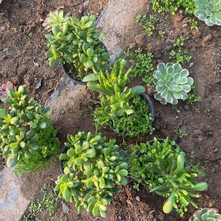 无花朵招财猫套餐5颗不包断枝