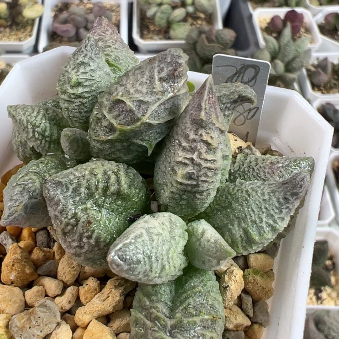 倒刺融化纹冰激凌多头纯木质桩多肉植物