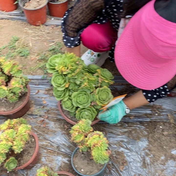 一***圈237绿羊绒缀化老桩