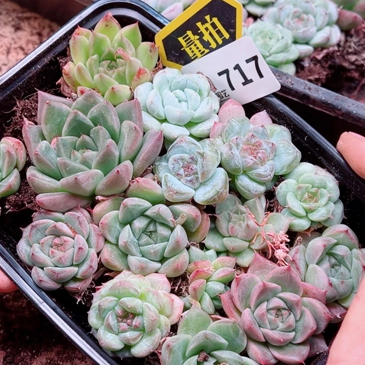 多肉植物多肉植物