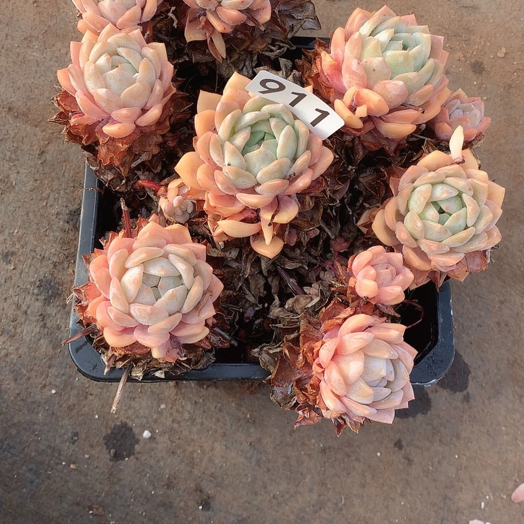 911 一物一拍多肉