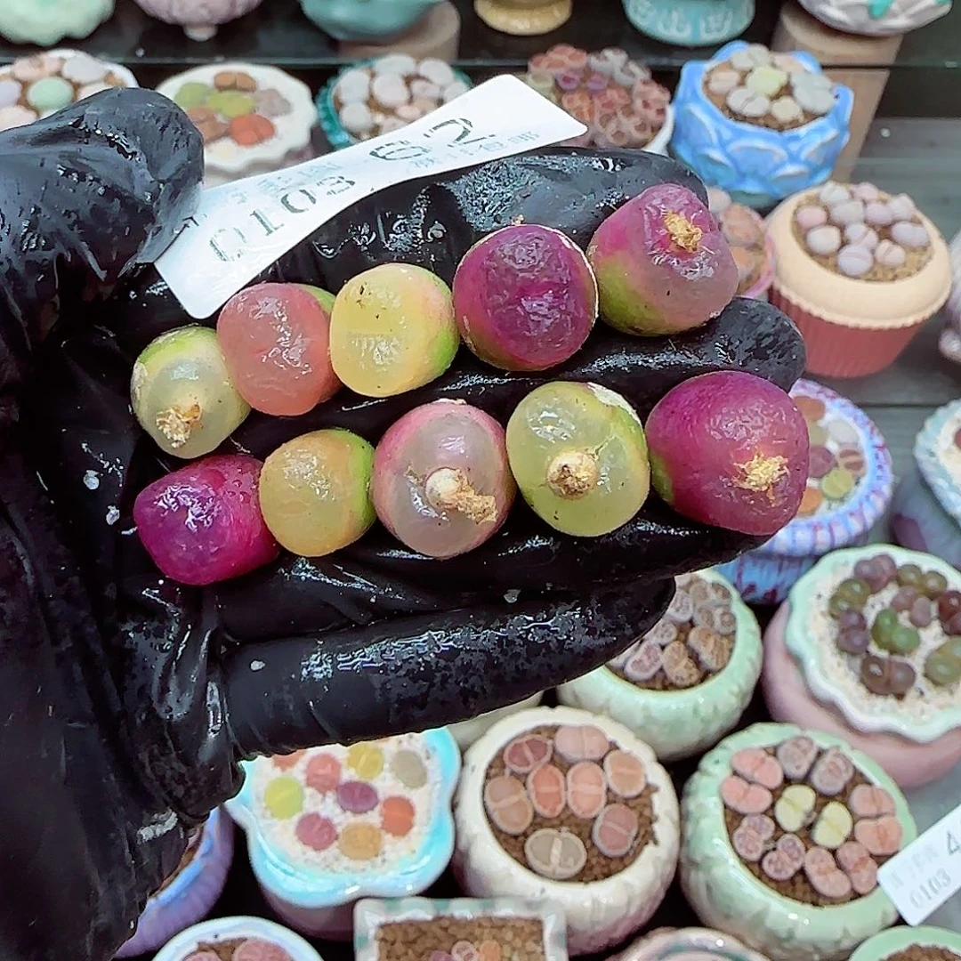 生石花满18包邮0103-62