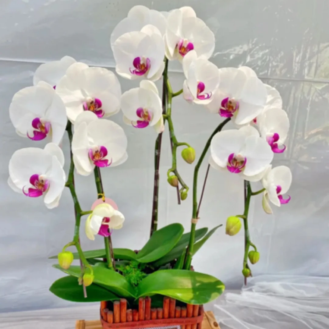 叶片微瑕《白花红心》2.8寸杯蝴蝶兰花苗，超大花型蝴蝶兰花苗