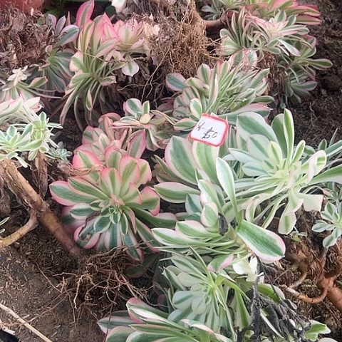 多肉女巫10棵56不包断枝