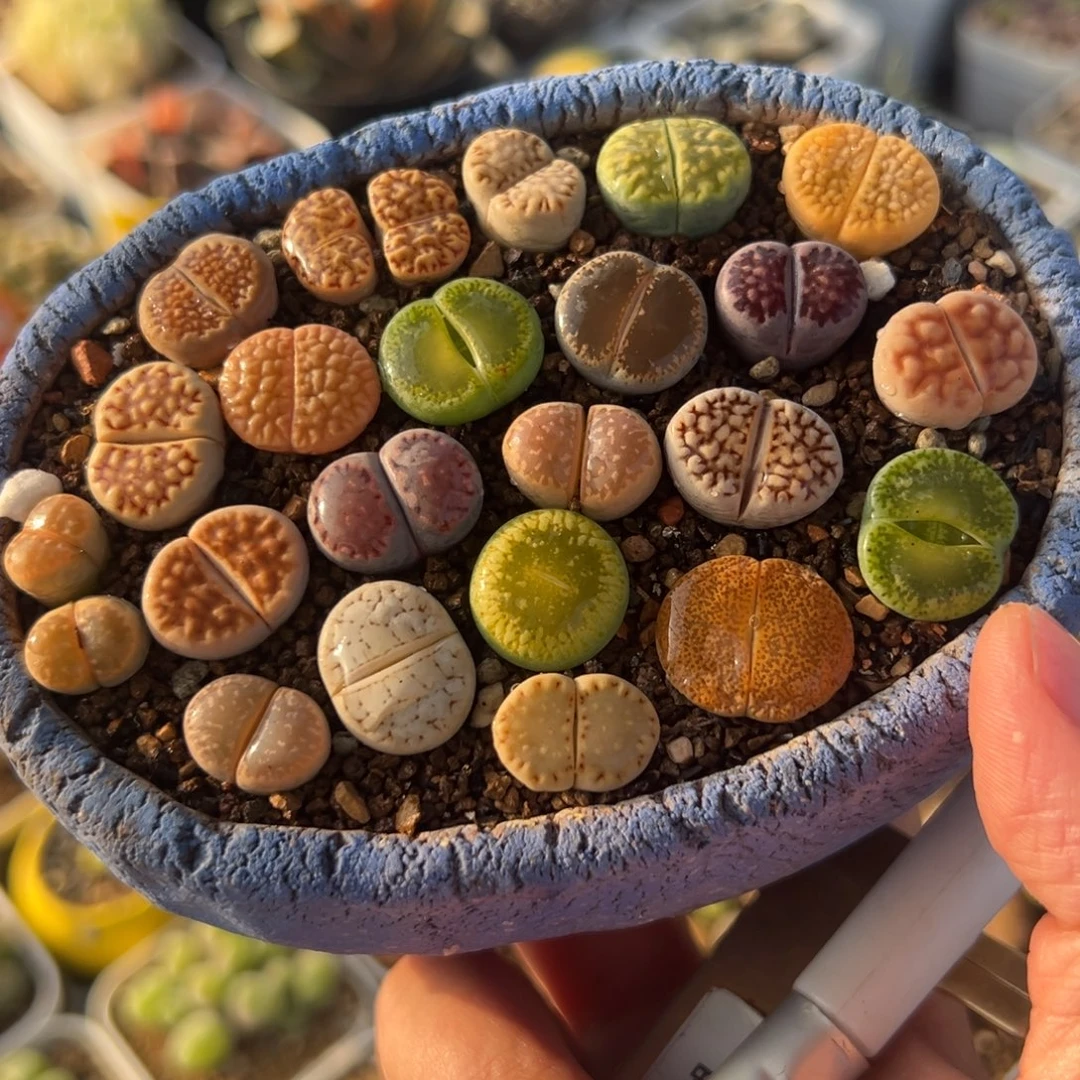 一组母本彩虹组合多肉植物