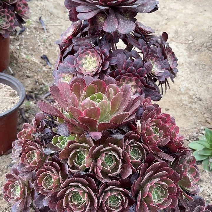 多肉植物法师2颗1