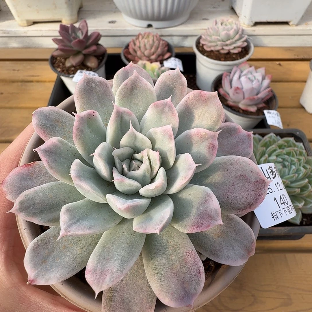 蓝黛莲1111226-140