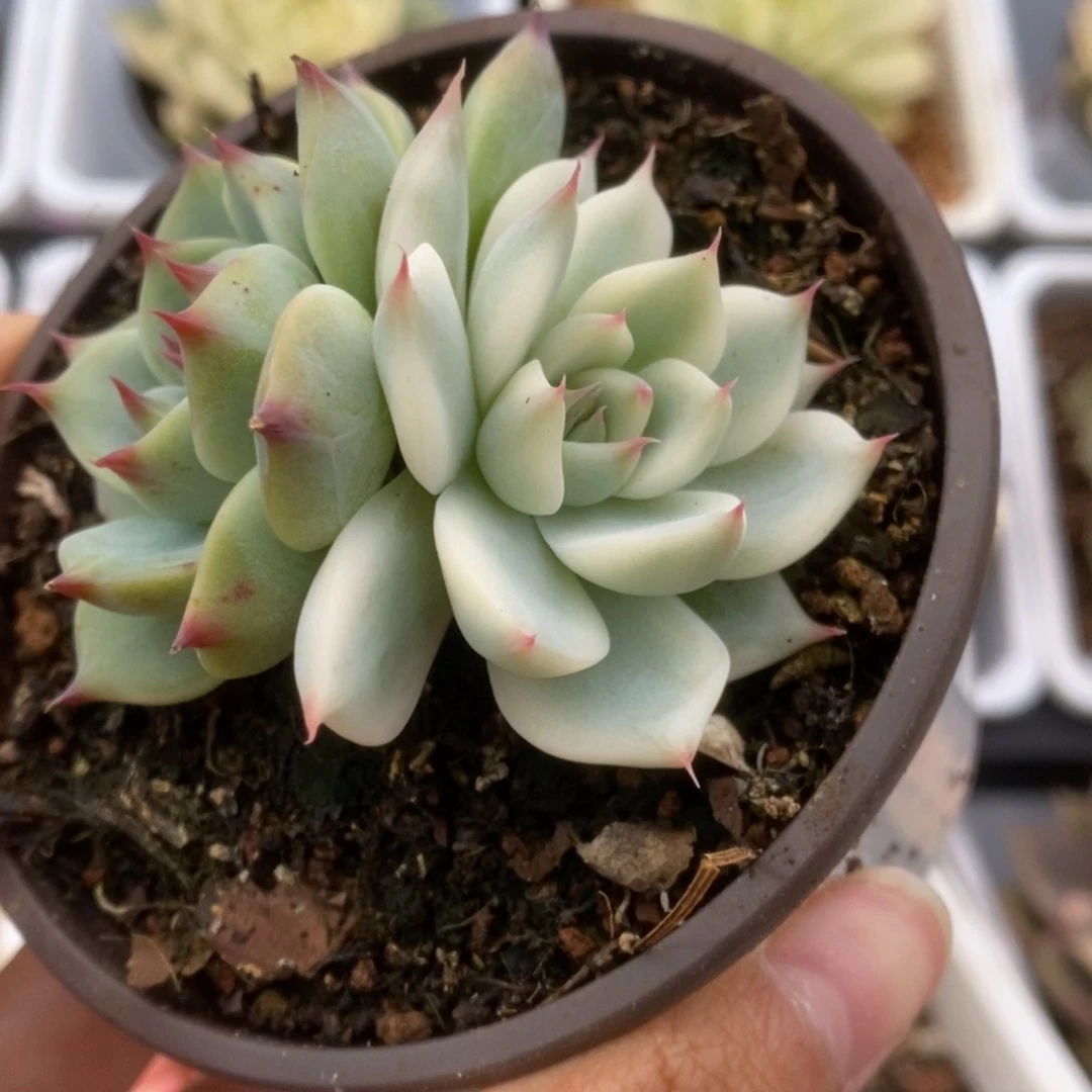 324锦锦锦锦锦锦锦锦