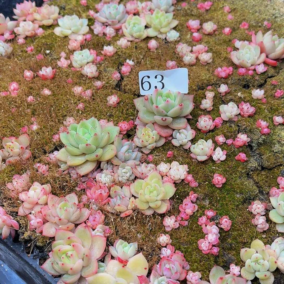 多肉植物多肉植物63