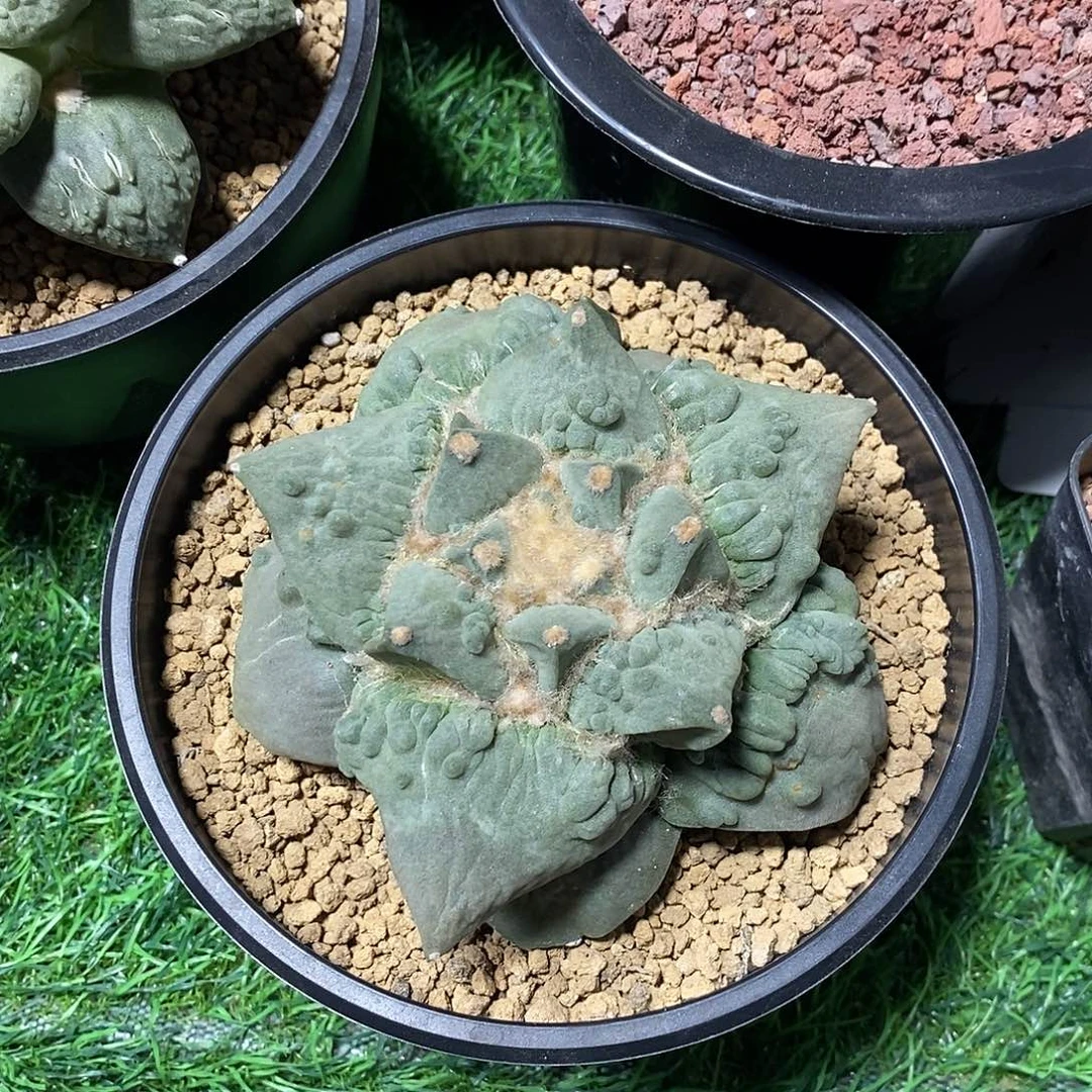 仙人球自根血怒美