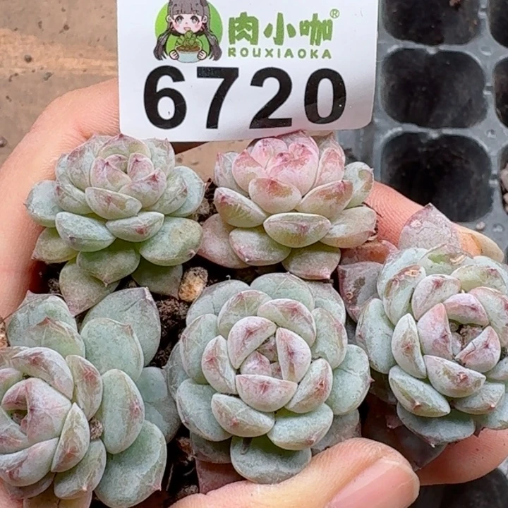 多肉植物多肉植物