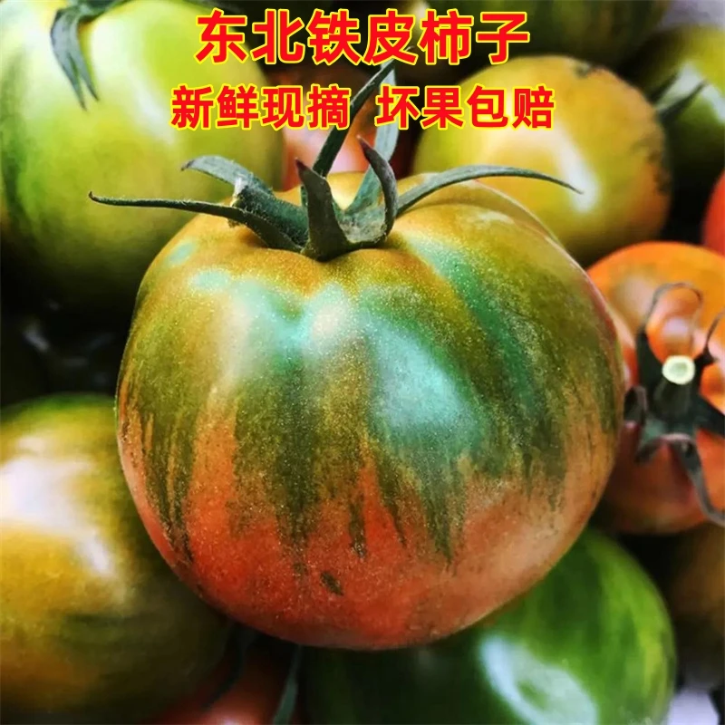 东北铁皮柿子草莓绿腚碱地鹰爪番茄新鲜现摘水果西红柿自然熟包邮