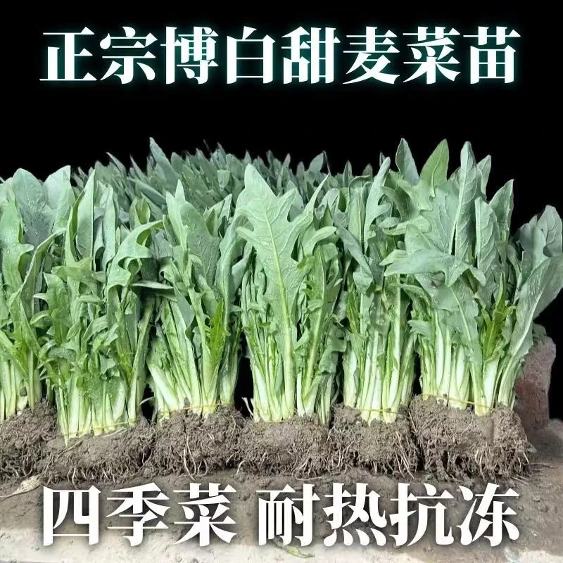 正宗博白甜麦菜种苗带泥发货阳台庭院四季可种