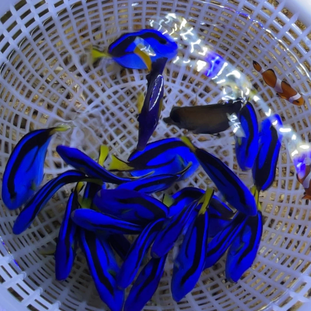 海水鱼4+蓝调一条顺丰包邮