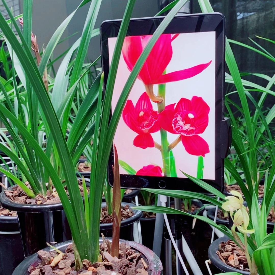 大部分花苞少量开放