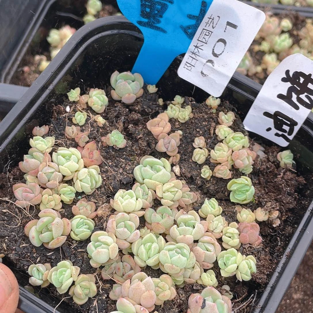 量拍多肉植物多肉植物1