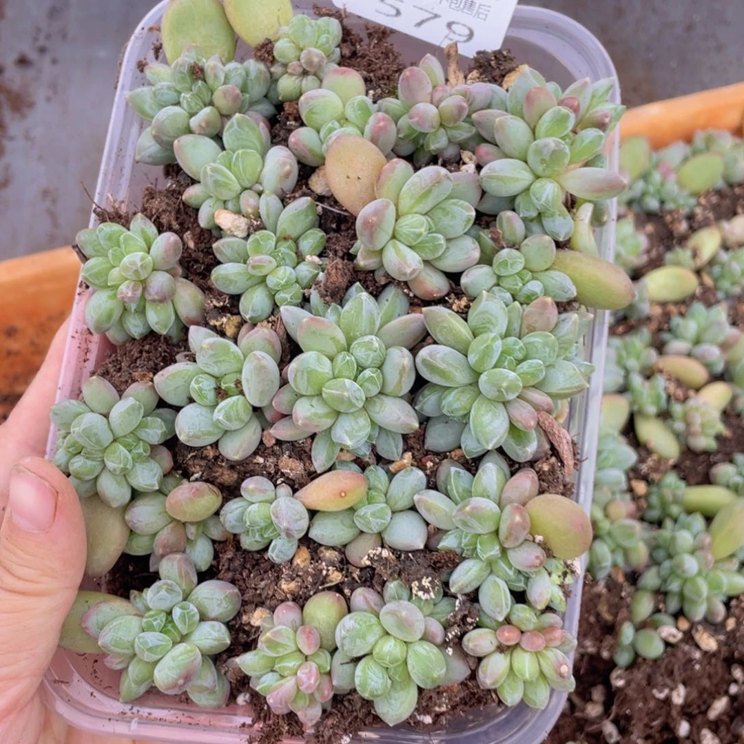 云糖心多肉植物579
