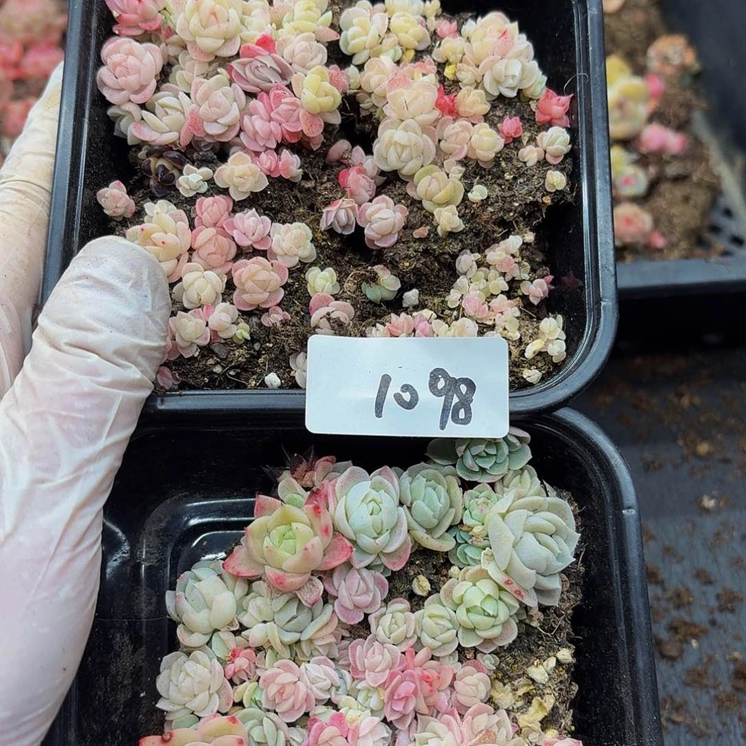 目***妖多肉植物多肉植物1098