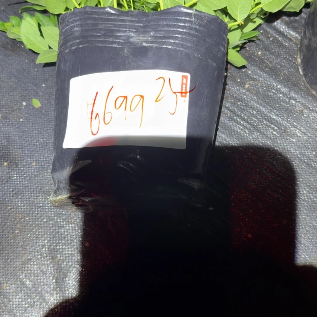 用***1大钵25一物一拍6699