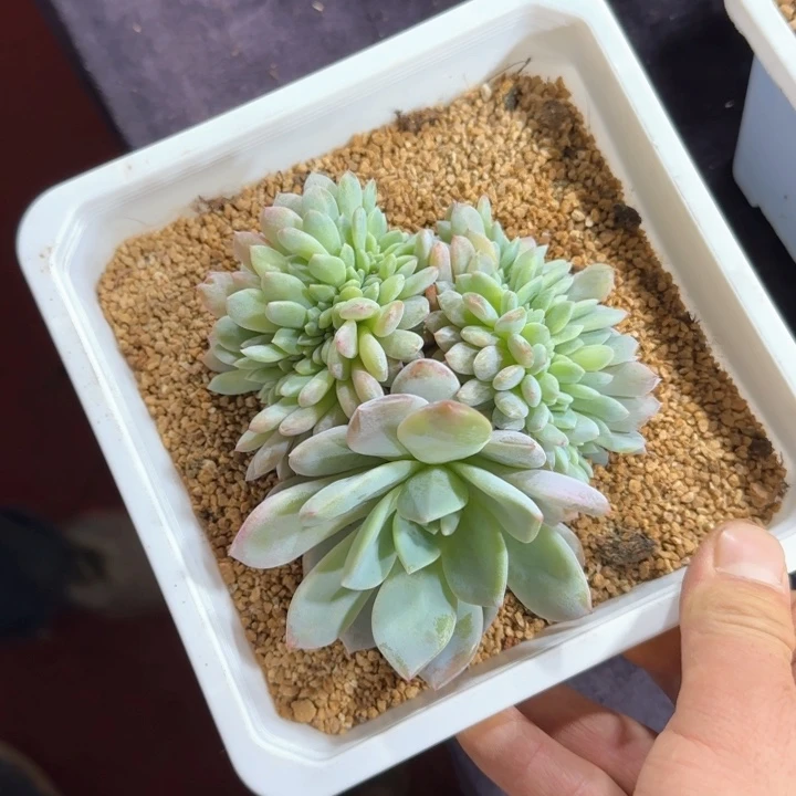 宋**宋12厘米的尺寸一物一拍的