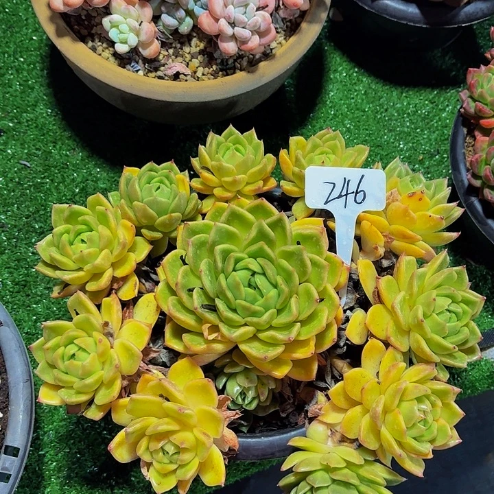 烟***花丽娟花卉白玫瑰手捧