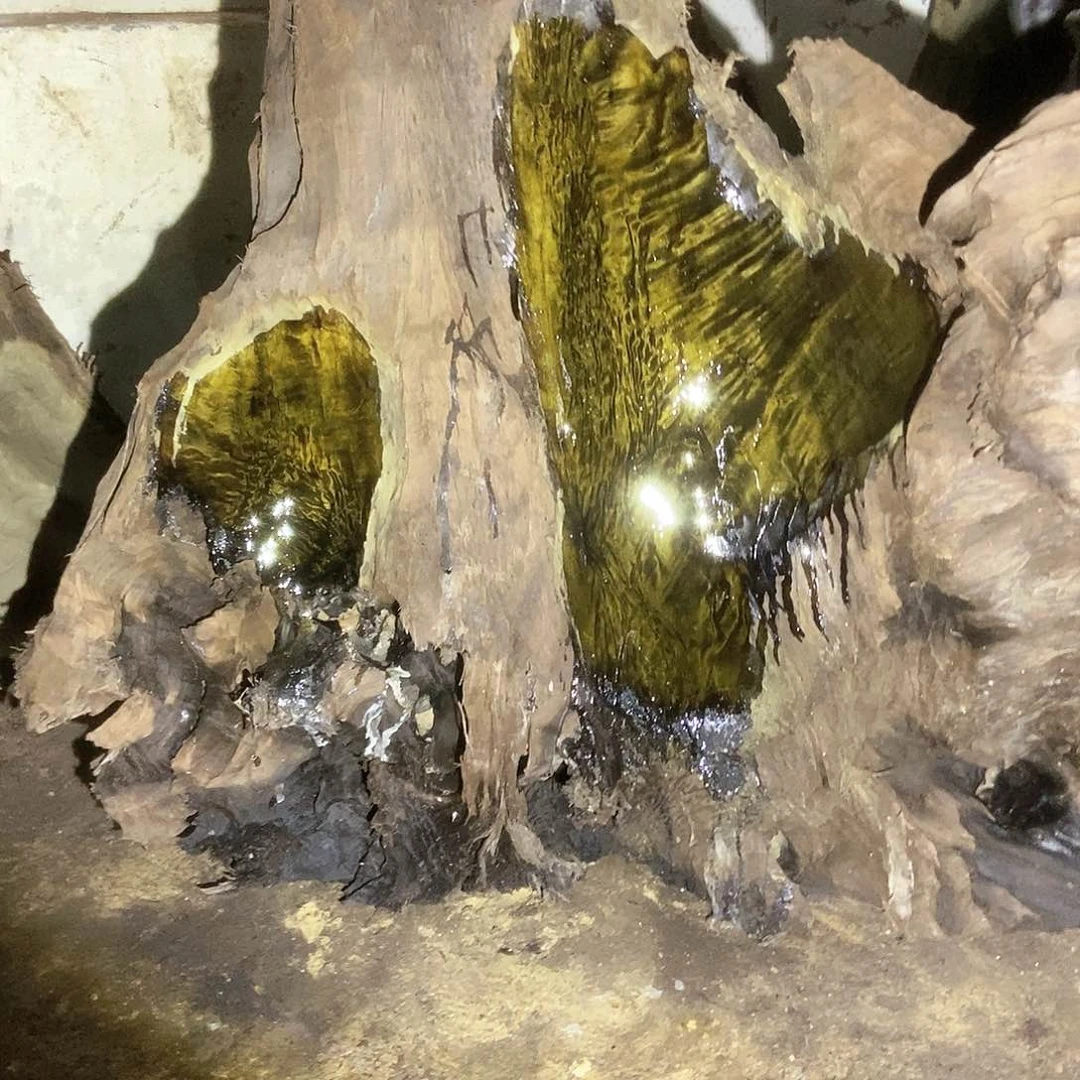 雪*金丝楠阴沉木毛料