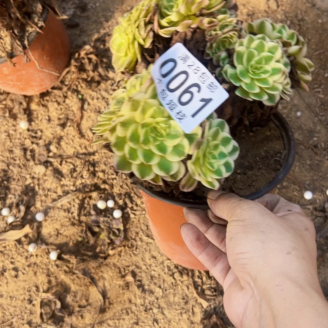倾城缀法师多肉植物0061