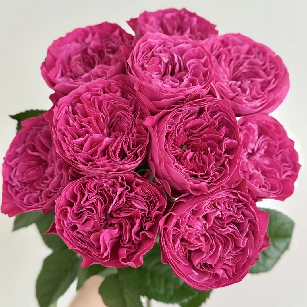 「嘤嘤怪鲜花」粉色动人单头玫瑰云南直发顺丰包邮