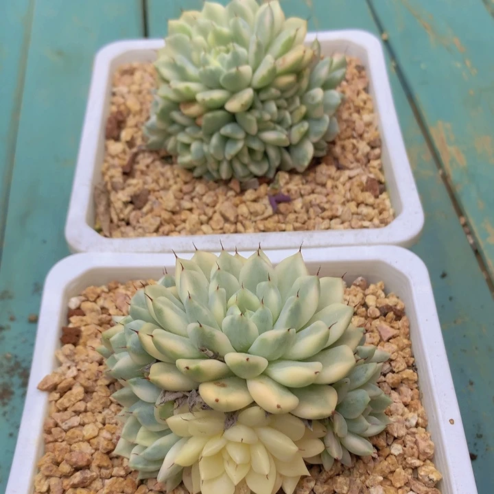 妲己手捧脱土发货