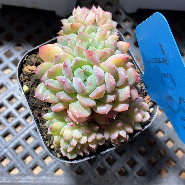 ?***暖多肉植物冰魄缀化7080