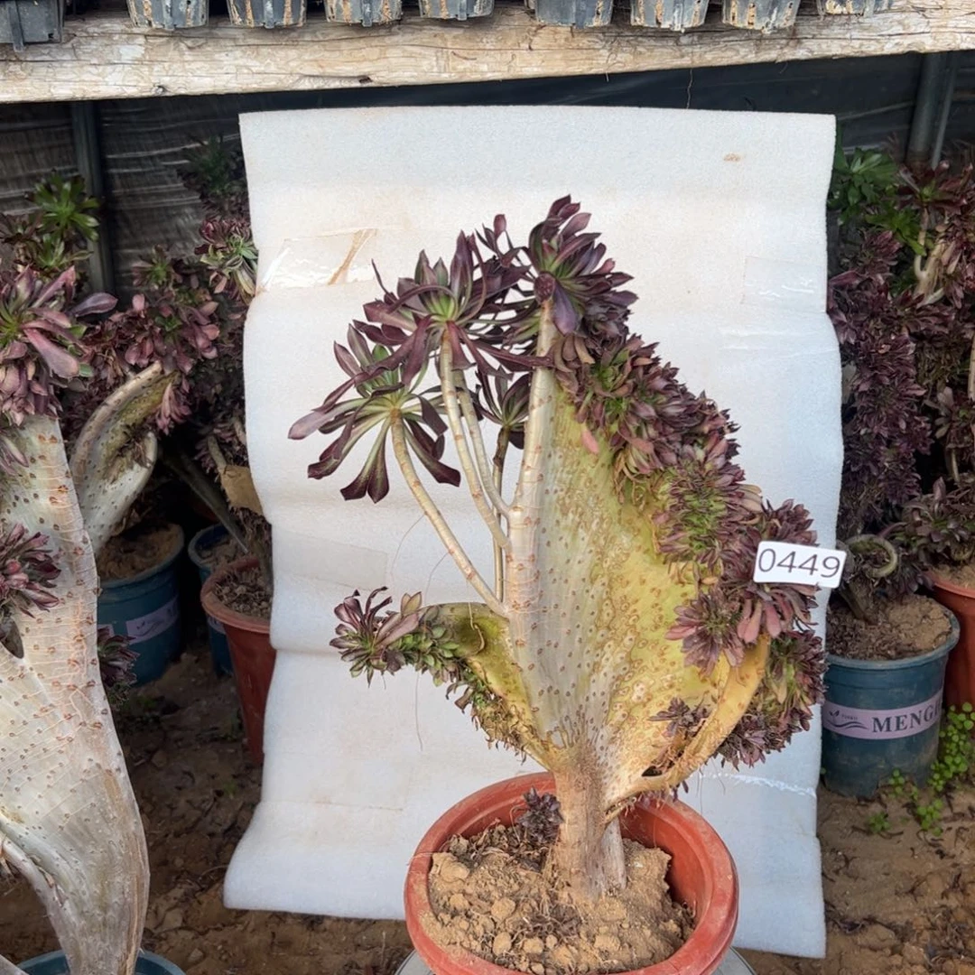 微瑕疵黑缀449高度37