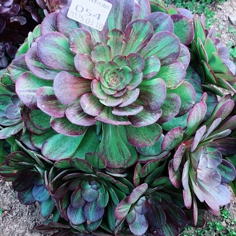 梦*雨3.10-54花月夜多肉植物