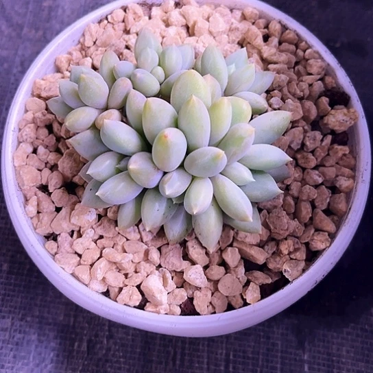 我是第一百个为妖刀应援的阴阳