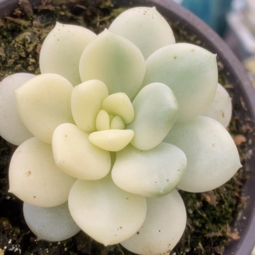 025新香水锦锦锦锦锦锦