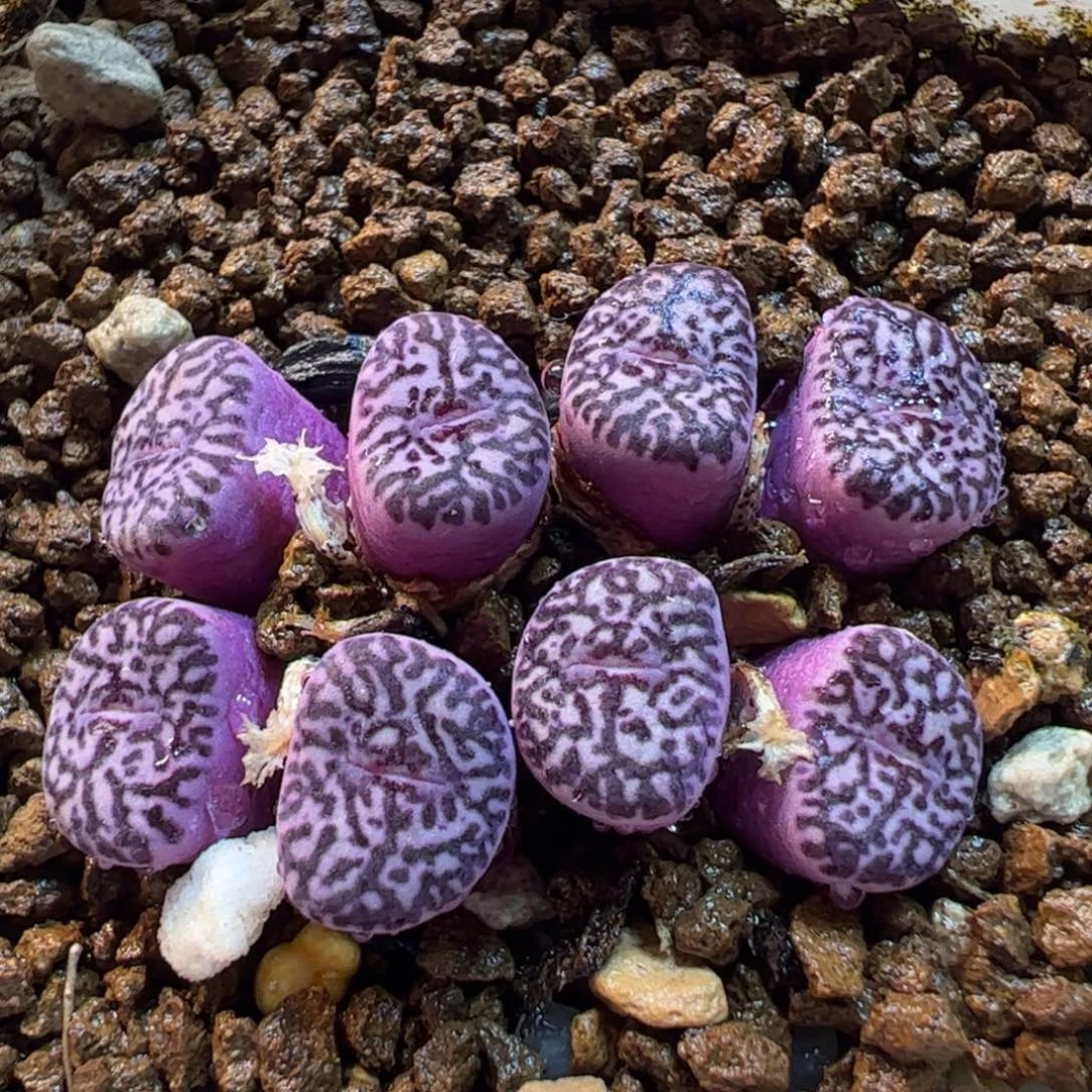 182多肉植物百科