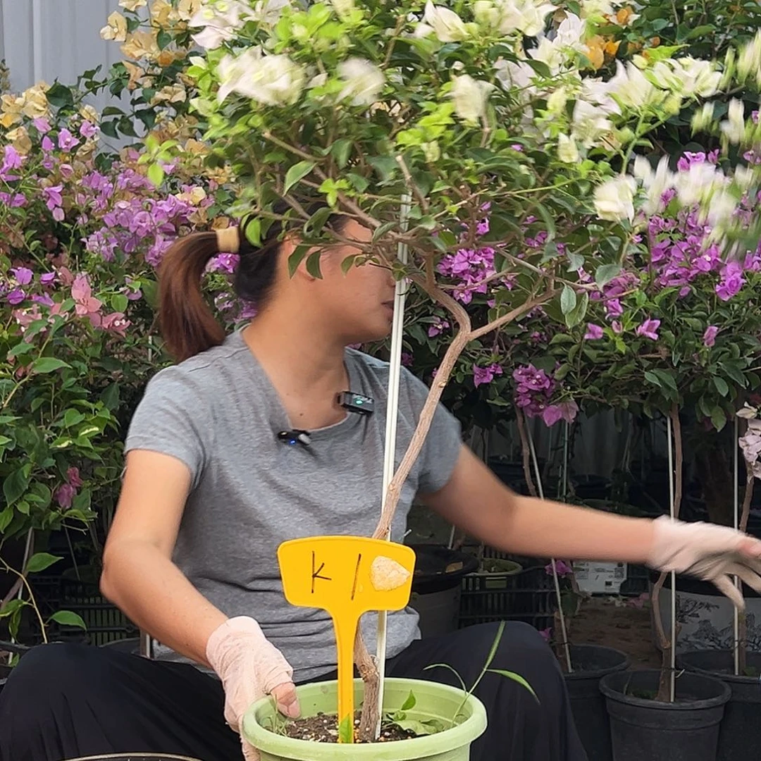 钱***米大部分花苞少量开放K1苹果花